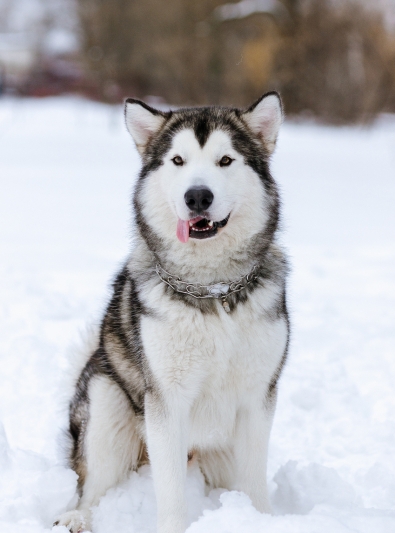 malamute-alaska malamute-alaska