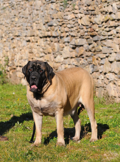 mastiff mastiff