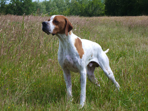 pointer-chasse