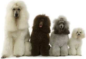 poodles4tailles poodles4tailles