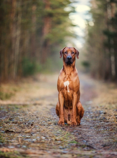 rhodesian-ridgeback rhodesian-ridgeback