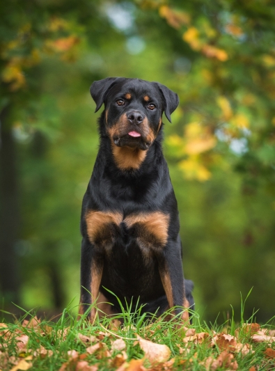 rottweiler rottweiler