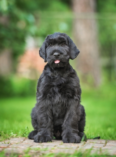 schnauzer schnauzer