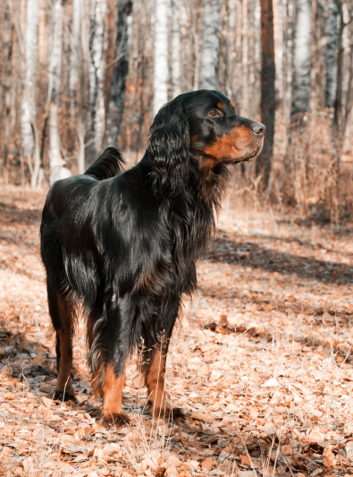 setter-gordon setter-gordon