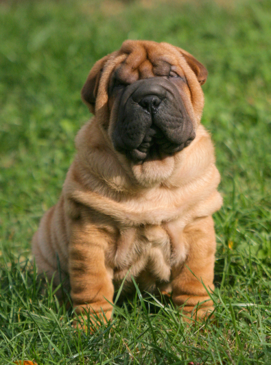 shar-pei shar-pei