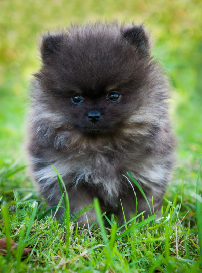 spitz-allemand spitz-allemand