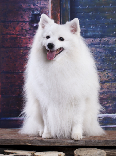 spitz-japonais-updraft-pre-smush-original spitz-japonais-updraft-pre-smush-original