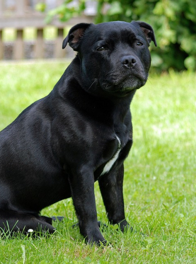 staffordshire-bull-terrier staffordshire-bull-terrier