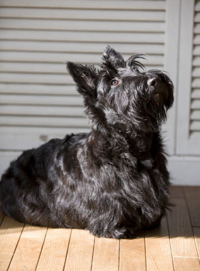 terrier-ecossais terrier-ecossais
