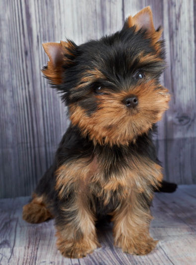 yorkshire-terrier yorkshire-terrier